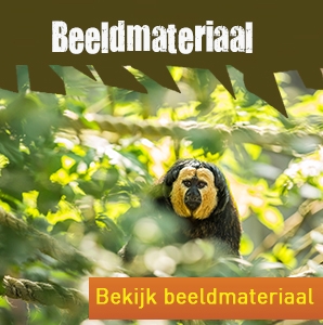 Beeldmateriaal bekijken