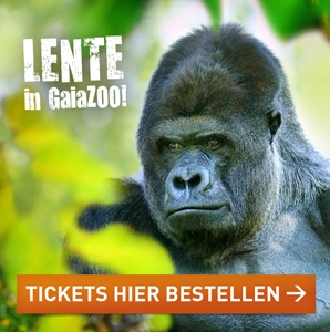 Gorilla meivakantie GaiaZOO