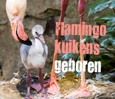 flamingo widget