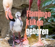 flamingo widget DE