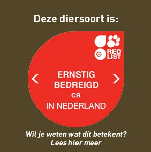 IUCN - ernstig bedreigd[57094] in NL