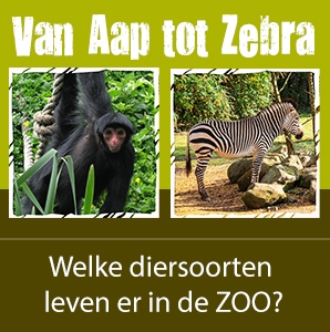 Widget - van aap tot zebra