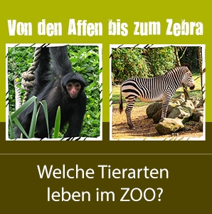 Widget - von den Affen bis zum Zebra