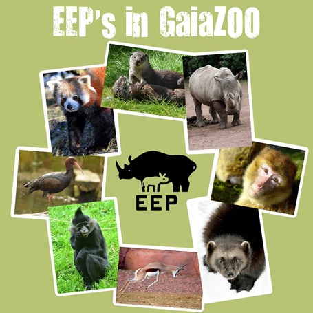 EEP's in GaiaZOO