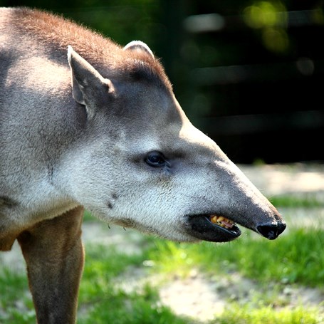 Dieren zijn gratis