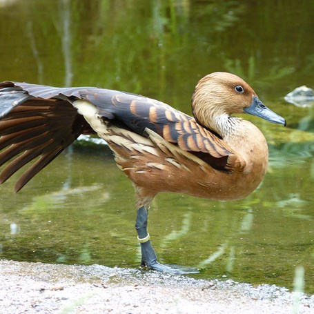 Logeren in Ouwehands Dierenpark