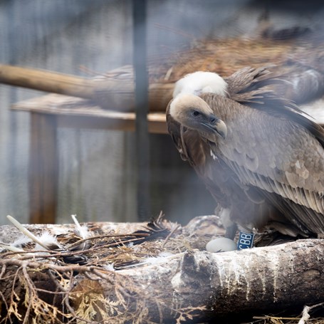 Vale gieren thuis in Burgers' Zoo