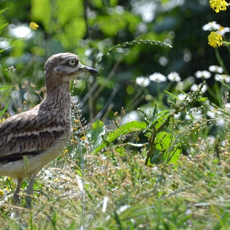 Vogels logeren in ARTIS