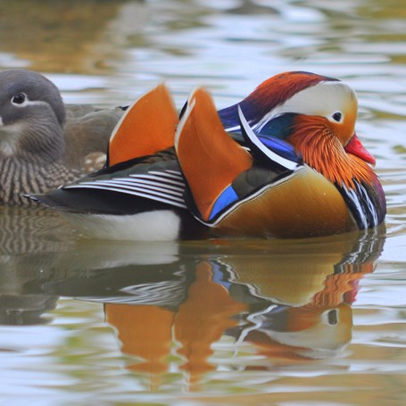 Vreemde vogels?