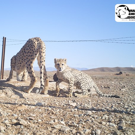 Cheeta's in Afrika en Iran