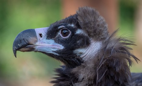 Welke vogels zijn neergestreken in Ouwehands Dierenpark?