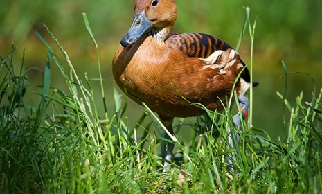 Welke vogels zijn neergestreken in Ouwehands Dierenpark?