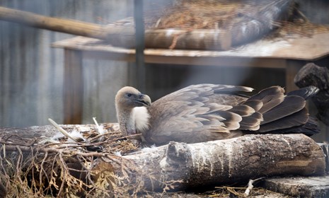 Foto's van de vogels in Arnhem