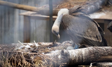 Foto's van de vogels in Arnhem