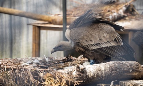 Foto's van de vogels in Arnhem