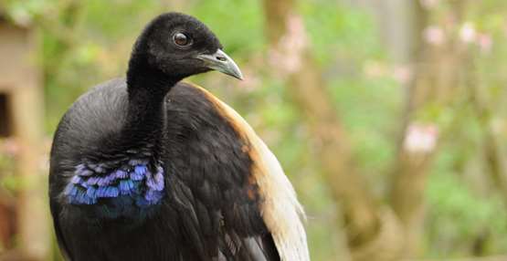 GaiaZOO Dierentuin Trompetvogel