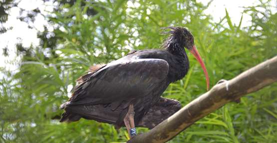 waldrapp ibis 