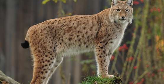 Lynx Foto 1