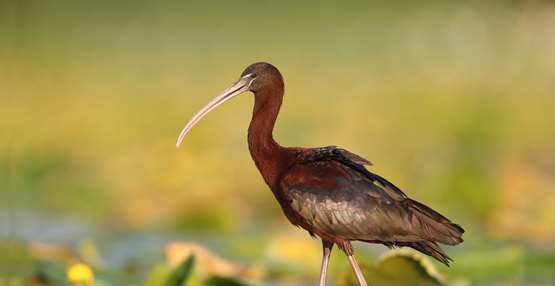 zwarte ibis