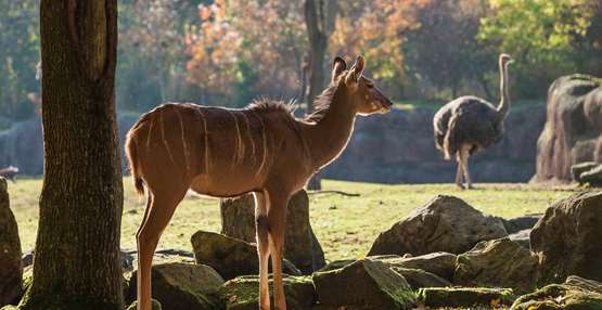 Kudu