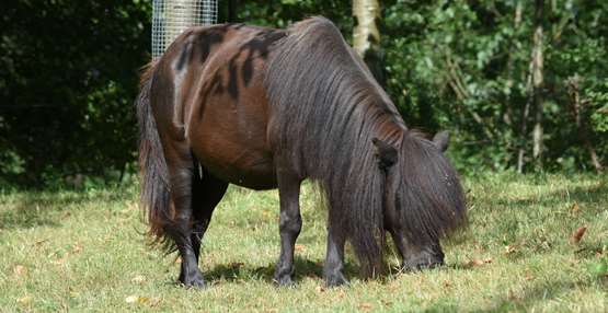 shetlandpony