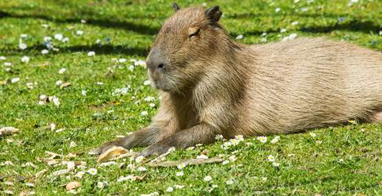 GaiaZOO capibara