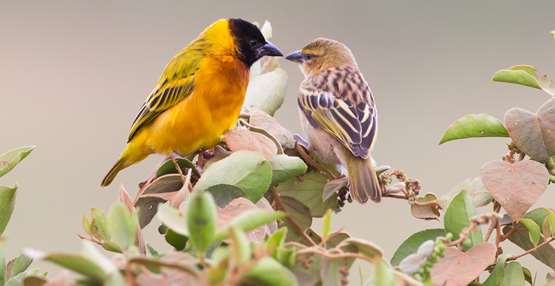 zwartkop wever man en vrouw (shutterstock_1044553381)