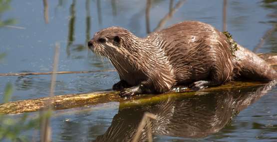 otter