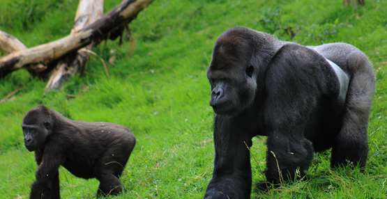 GaiaZOO - Amabile en Leo (37)