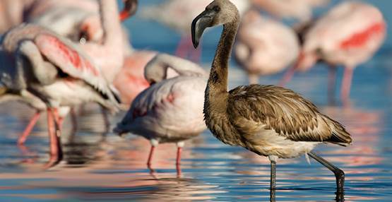 beeld flamingo