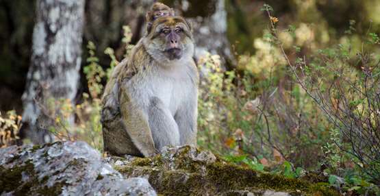 berber Bouachem forest - Lucy Radford DSC_0080