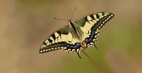 koninginnepage-papilio-machaon-a1