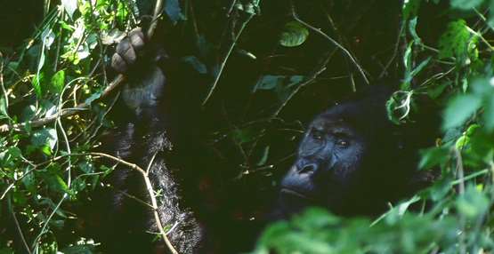 Grauer's gorilla Kahuzi-Biega (Angela Meder 00100045)