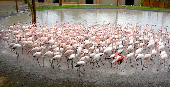 GaiaZOO  - Flamingos's  (2)