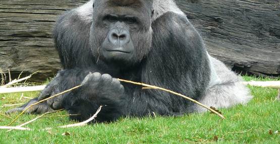 Univé inzamelingsactie Grauer's gorilla's