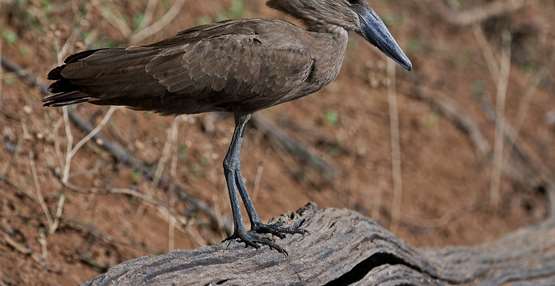 Hamerkop