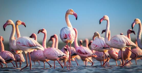 grote flamingo (2)