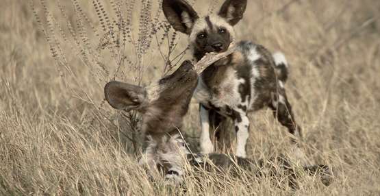 Abangane Pups