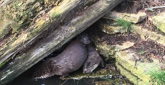 Otter in GaiaZOO