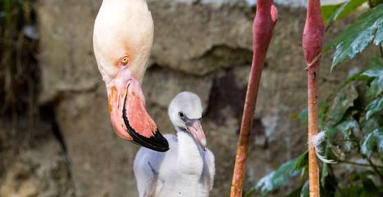 flamingo gaiazoo