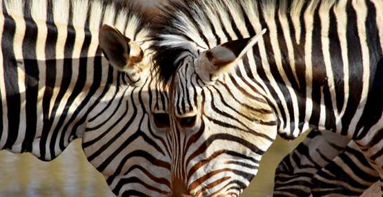 gaiazoo - hartmann bergzebra DSC_9079-001