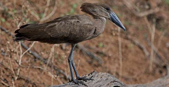 hamerkop1