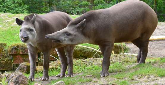 tapir