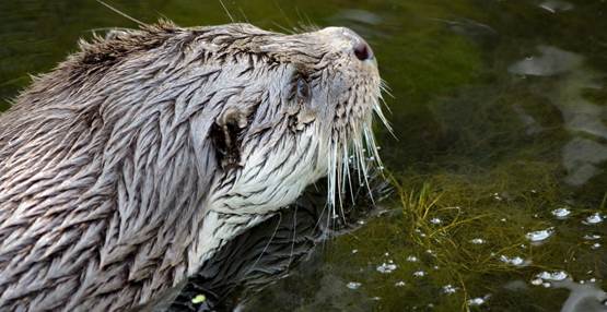 GaiaZOO gesloten 15-07-2021