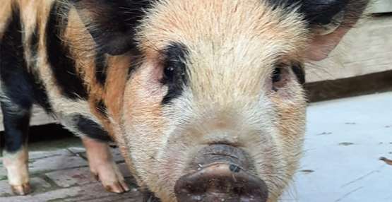 kunekune 2