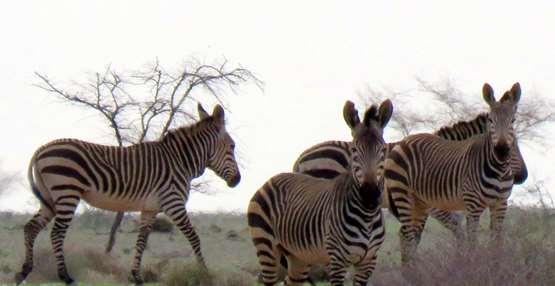 wilde hartmann bergzebra's 