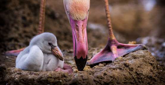 GaiaZOO - grote flamingo met kuiken