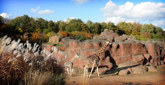 Giraffen op de Savanne