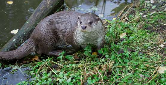 Otter Foto 1