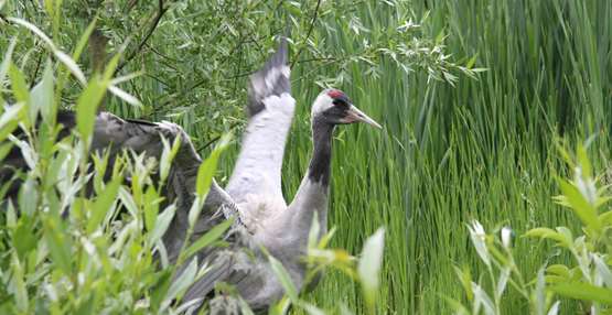 Kraanvogel foto 1